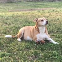 Pennyrile Animal Clinic ico