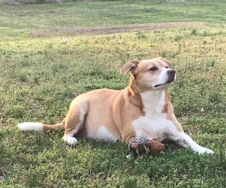 Pennyrile Animal Clinic