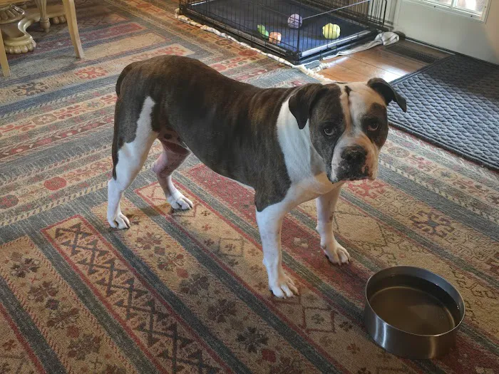 Pennyrile Animal Clinic Picture 4