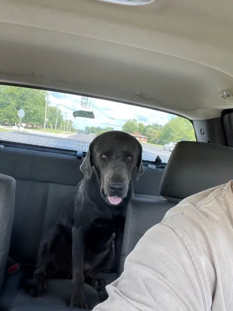 Pennyrile Animal Clinic Picture 5