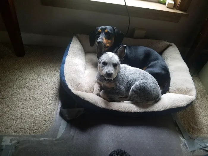 Pennyrile Animal Clinic Picture 3