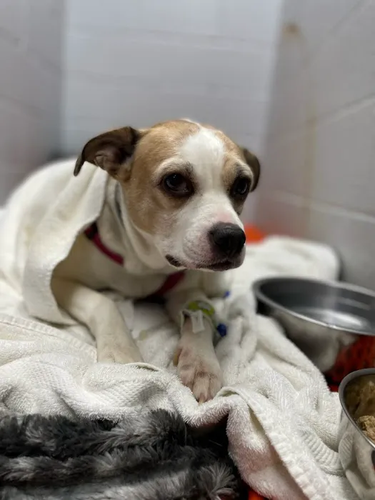 Pennyrile Animal Clinic Picture 6