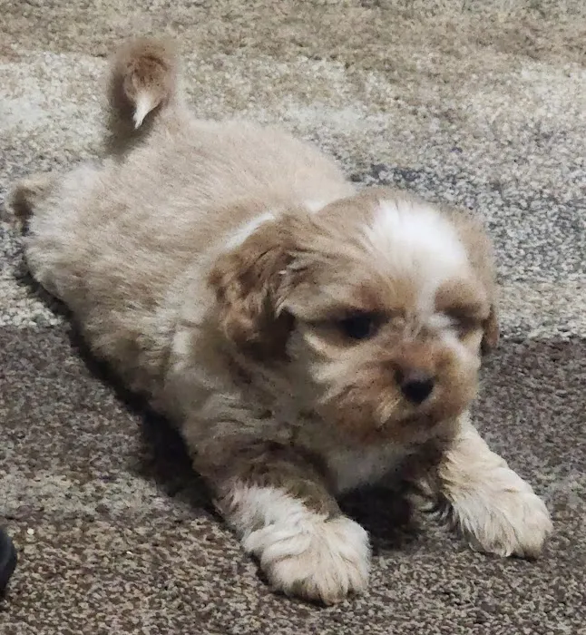 Pennyrile Animal Clinic Picture 7