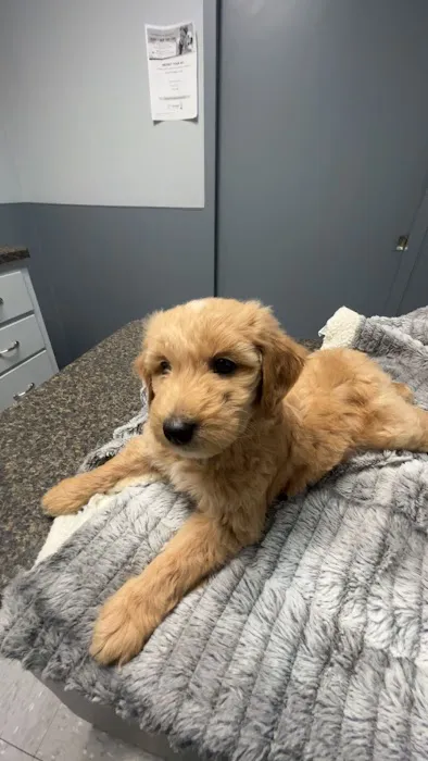 Pennyrile Animal Clinic Picture 10