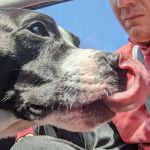 Animal Medical Center