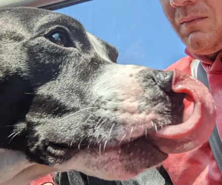 Animal Medical Center