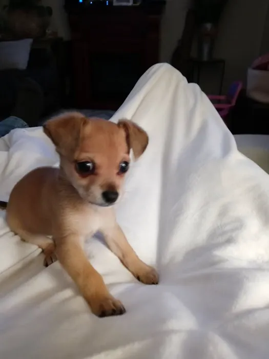 Animal Medical Center Picture 5