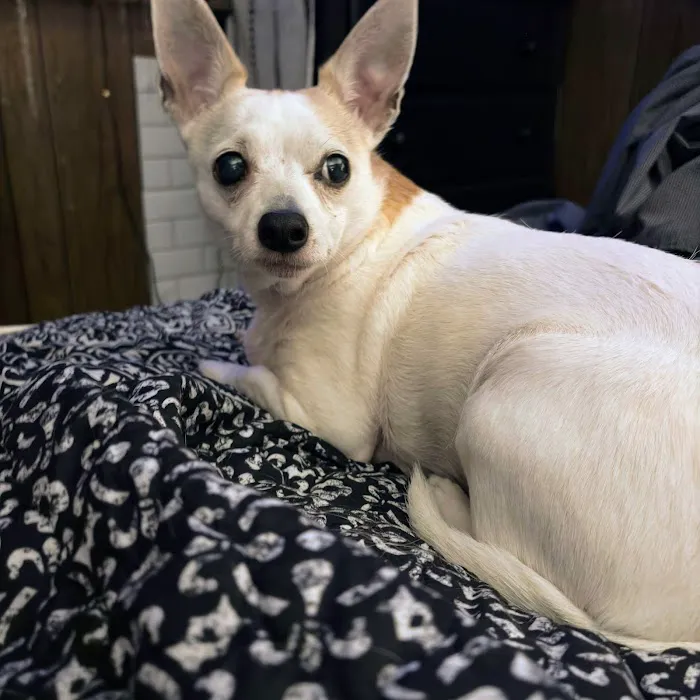 Animal Medical Center Picture 3