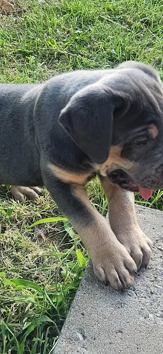 Animal Medical Center Picture 9