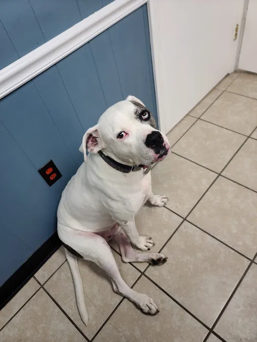 Tender Care Veterinary Clinic Picture 2