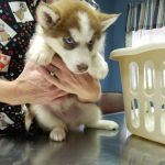 Tender Care Veterinary Clinic