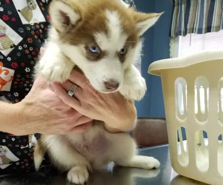 Tender Care Veterinary Clinic