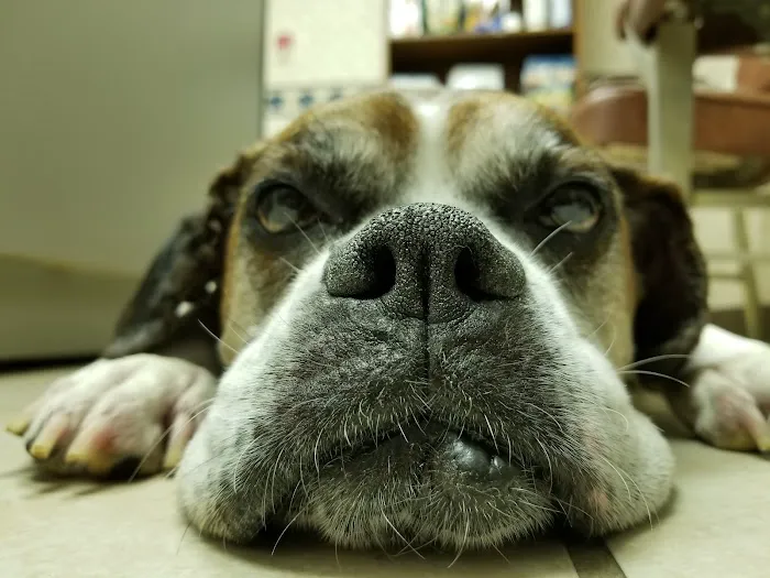 Tender Care Veterinary Clinic Picture 3