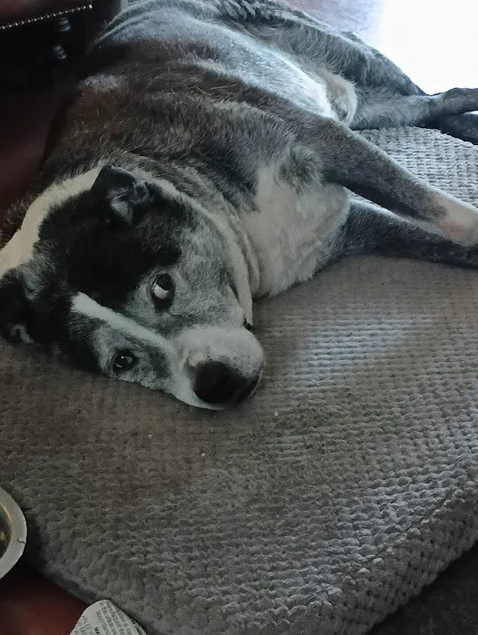 Tender Care Veterinary Clinic Picture 10