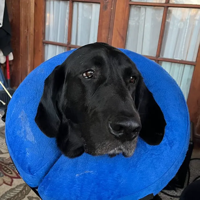 Tender Care Veterinary Clinic Picture 9