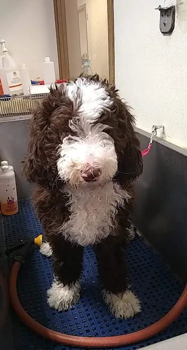 Veterinary Associates of Manning Picture 3