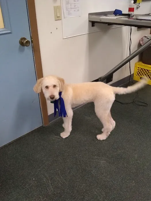 Veterinary Associates of Manning Picture 1