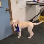 Veterinary Associates of Manning