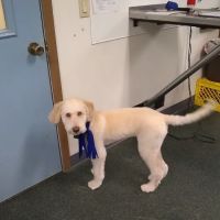 Veterinary Associates of Manning ico