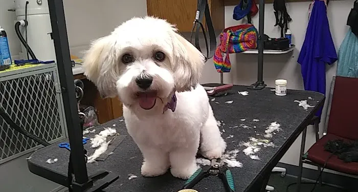 Veterinary Associates of Manning Picture 4