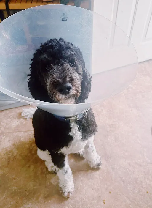 Veterinary Associates of Manning Picture 5