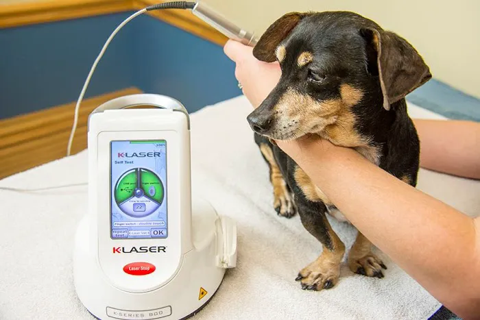 Veterinary Associates of Manning Picture 8