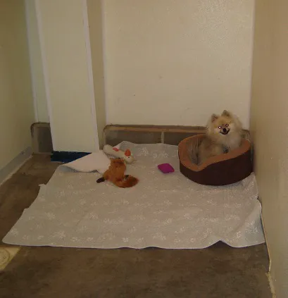 Veterinary Associates of Manning Picture 9