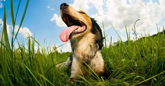 Veterinary Associates of Manning Picture 10