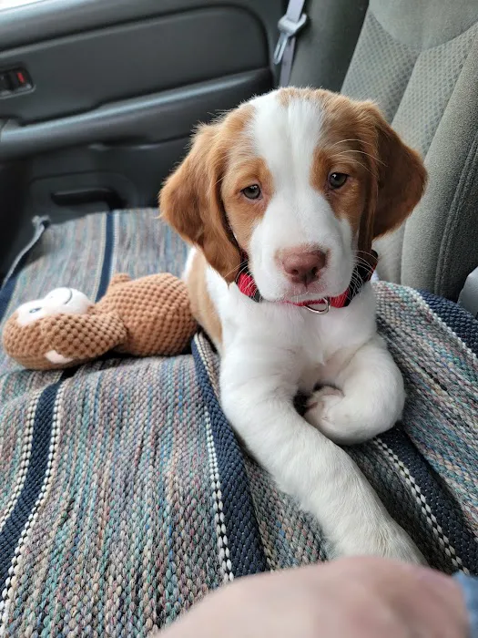 Veterinary Associates of Manning Picture 6