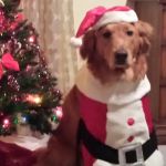 Valley Veterinary Center