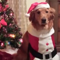 Valley Veterinary Center ico