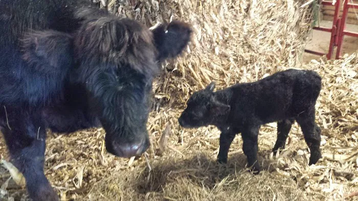 Cedar Creek Animal Clinic Picture 1