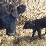 Cedar Creek Animal Clinic