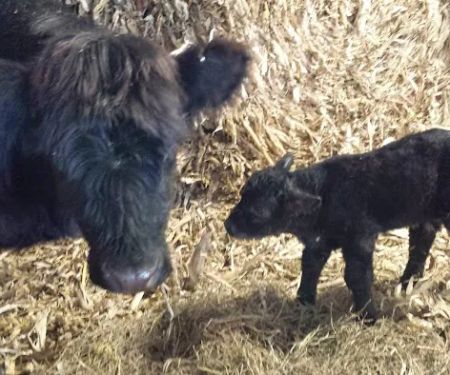 Cedar Creek Animal Clinic