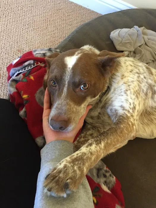 Cedar Creek Animal Clinic Picture 2