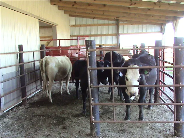 Cedar Creek Animal Clinic Picture 4