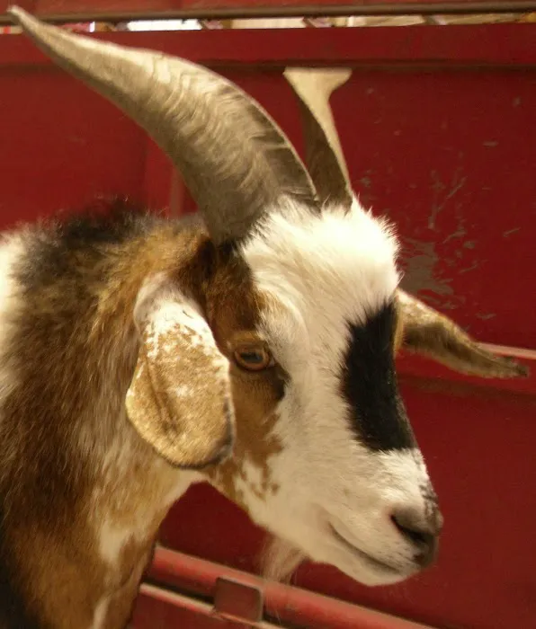 Cedar Creek Animal Clinic Picture 6