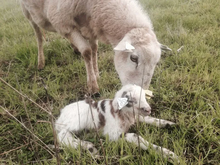 Cedar Creek Animal Clinic Picture 8