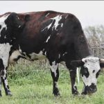 Winterset Veterinary Center