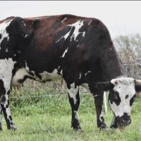 Winterset Veterinary Center ico