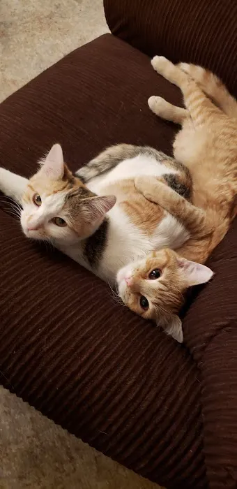 Winterset Veterinary Center Picture 7