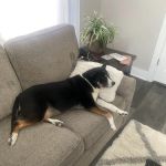 Summit Veterinary Services