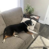 Summit Veterinary Services ico