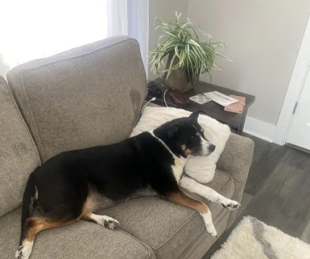 Summit Veterinary Services