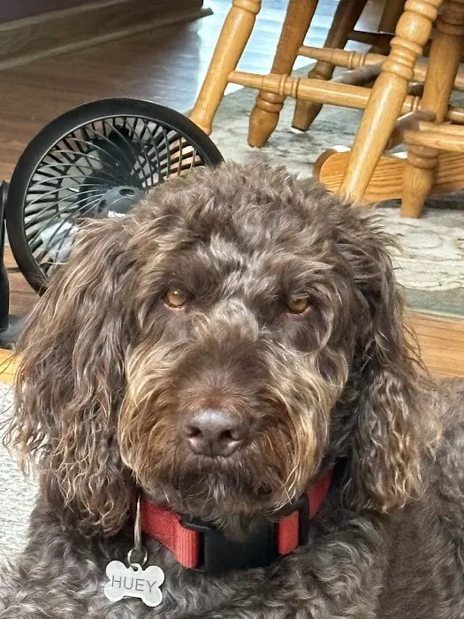 Summit Veterinary Services Picture 6