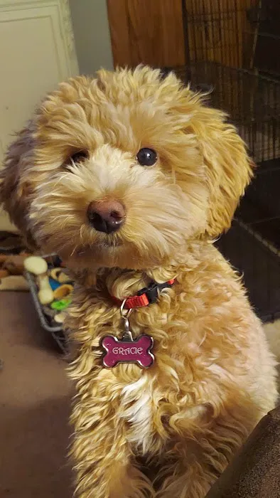 Summit Veterinary Services Picture 5