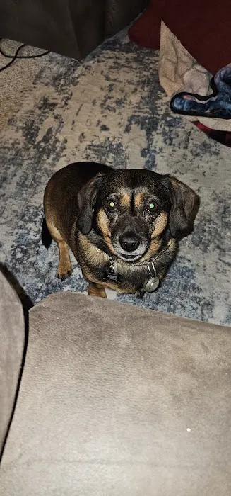 Summit Veterinary Services Picture 3