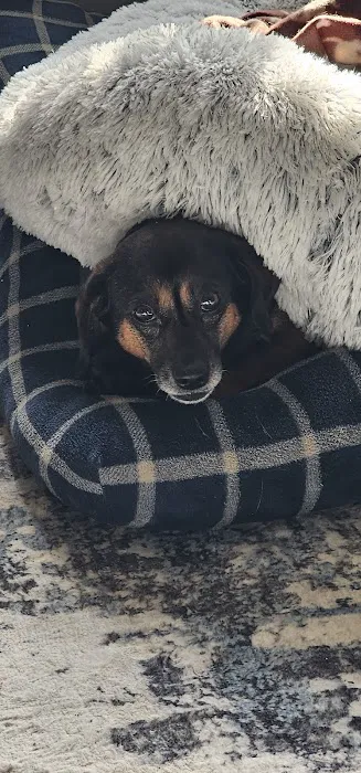 Summit Veterinary Services Picture 2