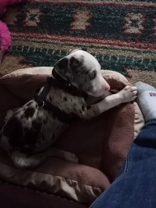 Summit Veterinary Services Picture 7