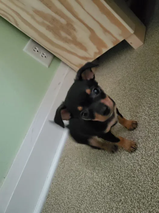 Farnsworth Alan DVM Picture 1